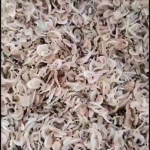 小虾米