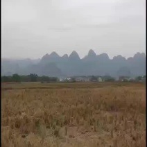 土地出租可种2季