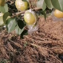 玉露香梨