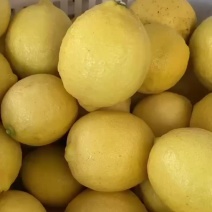 尤力克柠檬