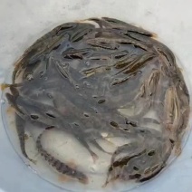 花泥鳅鱼川丁马口鱼肉质鲜美可口