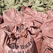 现货已高温发酵干稻壳鸡粪500吨量大从优