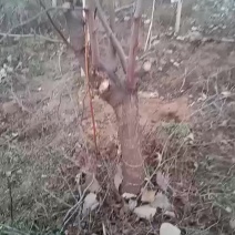 清理站地冬枣树苗