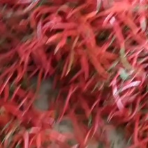精品红线椒