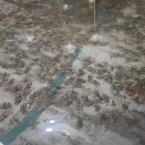 3两母