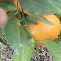 沃柑大量上市
