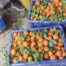 砂糖橘大量上市