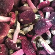 野生红菇标菇标菇标菇标菇标菇标菇标菇