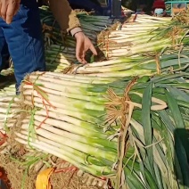 铁杆大葱