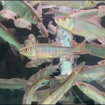 桃花马口鲜货大嘴马口鱼桃花鱼鲤鱼鲫鱼鲤鱼草鱼清澈见底鱼