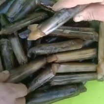 竹节蛏，需要的联系我！