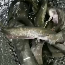 土鲶鱼