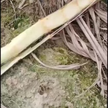 广东翁源黑皮甘蔗，