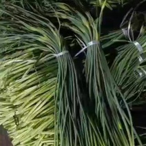 莒县蒜薹产地批发价格，白帽蒜薹价格，红帽蒜薹价格。蒜薹产