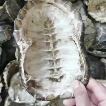 龟板中药材生龟板干龟板规格齐全欢迎选购