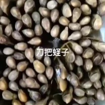 刀把蛏子