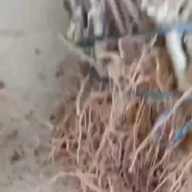 三月李苗