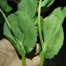 四川自贡精品豌豆尖我们这么好的豌豆尖，价格公道良心