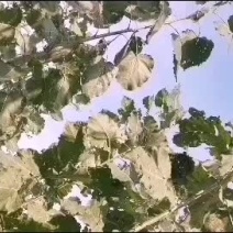 速生杨树苗