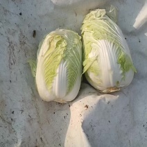 安徽白菜