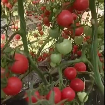 贝贝圣女果基地发货，货源充足