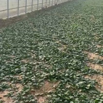 大棚菠菜规格齐全质量上乘破损包赔新鲜售后无忧