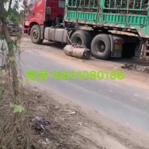 专业供应各种规格的占地葡萄树，淘宝专卖树，现挖现发货