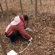 栾树10厘米～20厘米精品定值栾树
