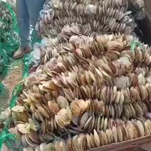 夏夷贝育苗串