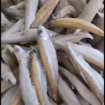 青海池沼公鱼