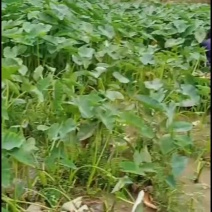 脆芋梗
