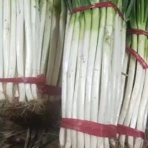 陕西渭南大荔县钢葱有货，长期供应，只做精品欢迎电话联系