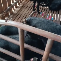 阉羊和大母羊