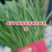 河北省昌黎县小把红根韭菜大量上市需要的老板联系我