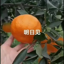 四川省水果明日见大量出货中