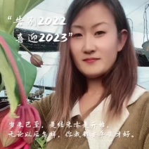 宝莲灯两杆两苞小盆栽