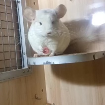 粉白弟弟