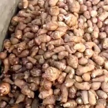 红嘴芋，50万斤，欢迎各位老板咨询