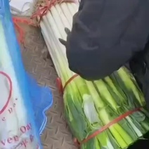 杭州精品大葱