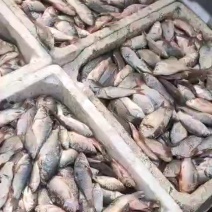 鲫鱼一两到半斤呢