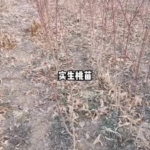 实生桃苗需要的联系我。欢迎来基地冾谈购买