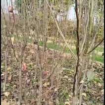 3公分的玉露香梨树，红香酥梨树，4公分的梨树，5公分的梨