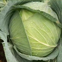 五十吨连花白可以动刀