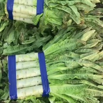 安徽宿州红尖叶莴苣货源充足现货供应