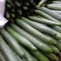 【推荐】徐闻精品密刺黄瓜，大量现货，欢迎来电咨询订购