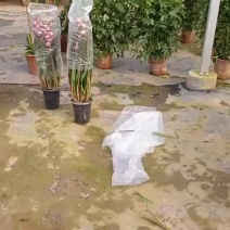 大花蕙兰处理
