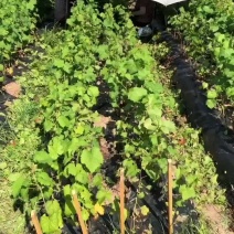 阳光玫瑰葡萄苗