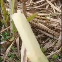 黄皮甘蔗