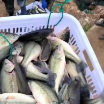 加州鲈鱼八成13.4