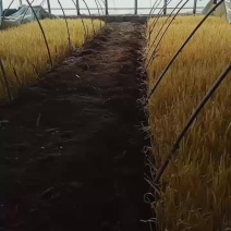 深州黄韭欢迎订购